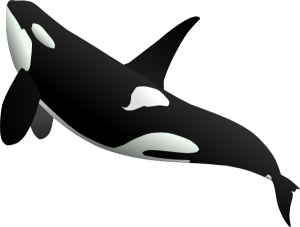 Killer whale PNG-71262